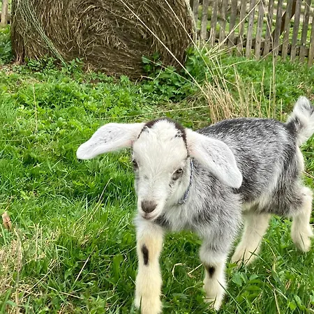 Klimatyczny Wiejski Dom W Gorach Sowich - Przygorze 201 بيت للعطل