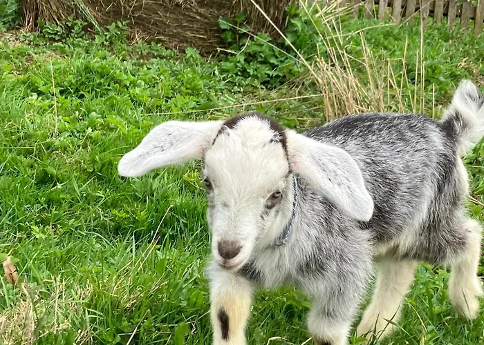 Klimatyczny Wiejski Dom W Gorach Sowich - Przygorze 201 Feriehus
